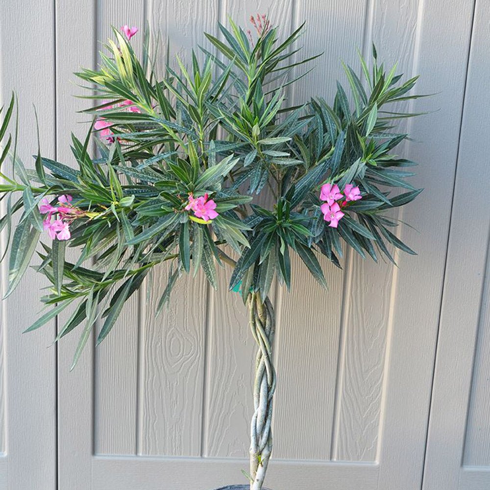 Leandru Nerium Tip Copac cu tulpina impletita, cu flori roz-pastelate