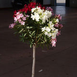 Leandru Nerium Tip Copac multicolor tulpina impletita, cu flori roz, rosu, alb si galben - VERDENA-Tulpina de 50 cm inaltime, livrat in ghiveci de 6.5 l