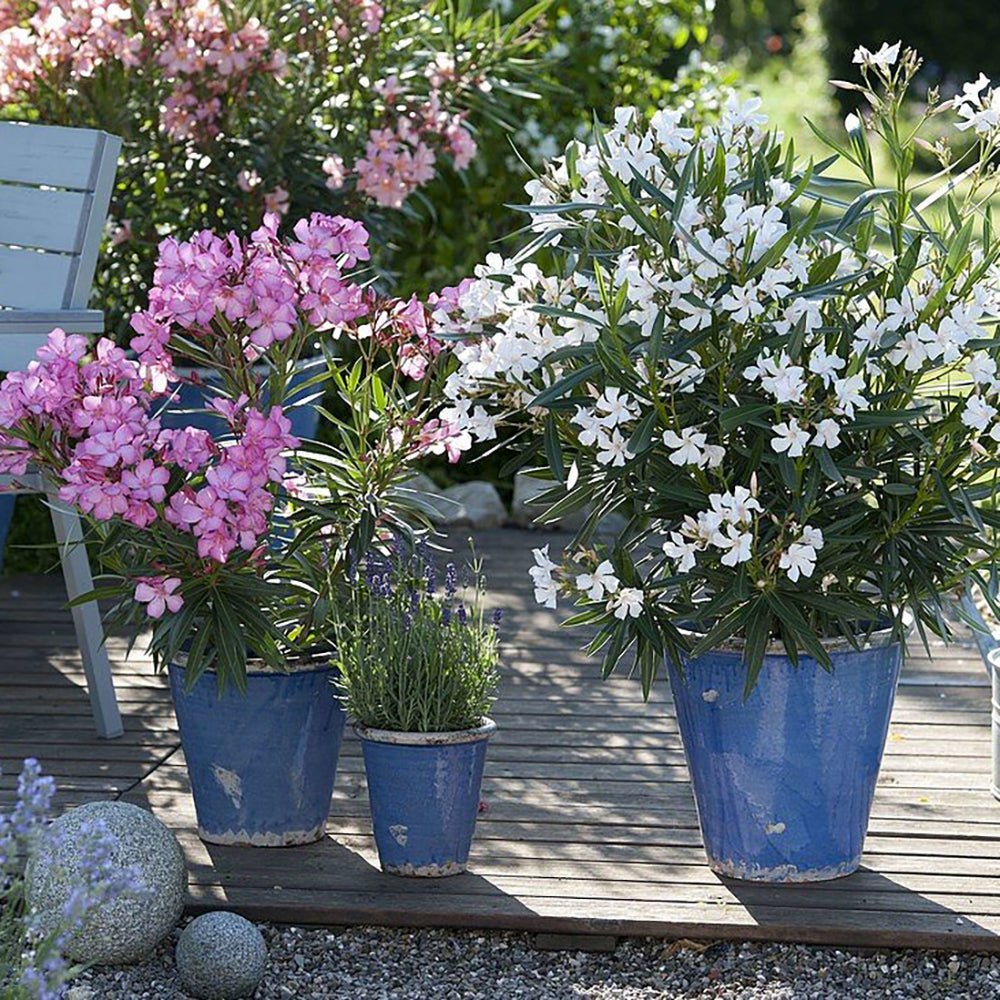 Leandru Nerium Tufa, cu flori albe