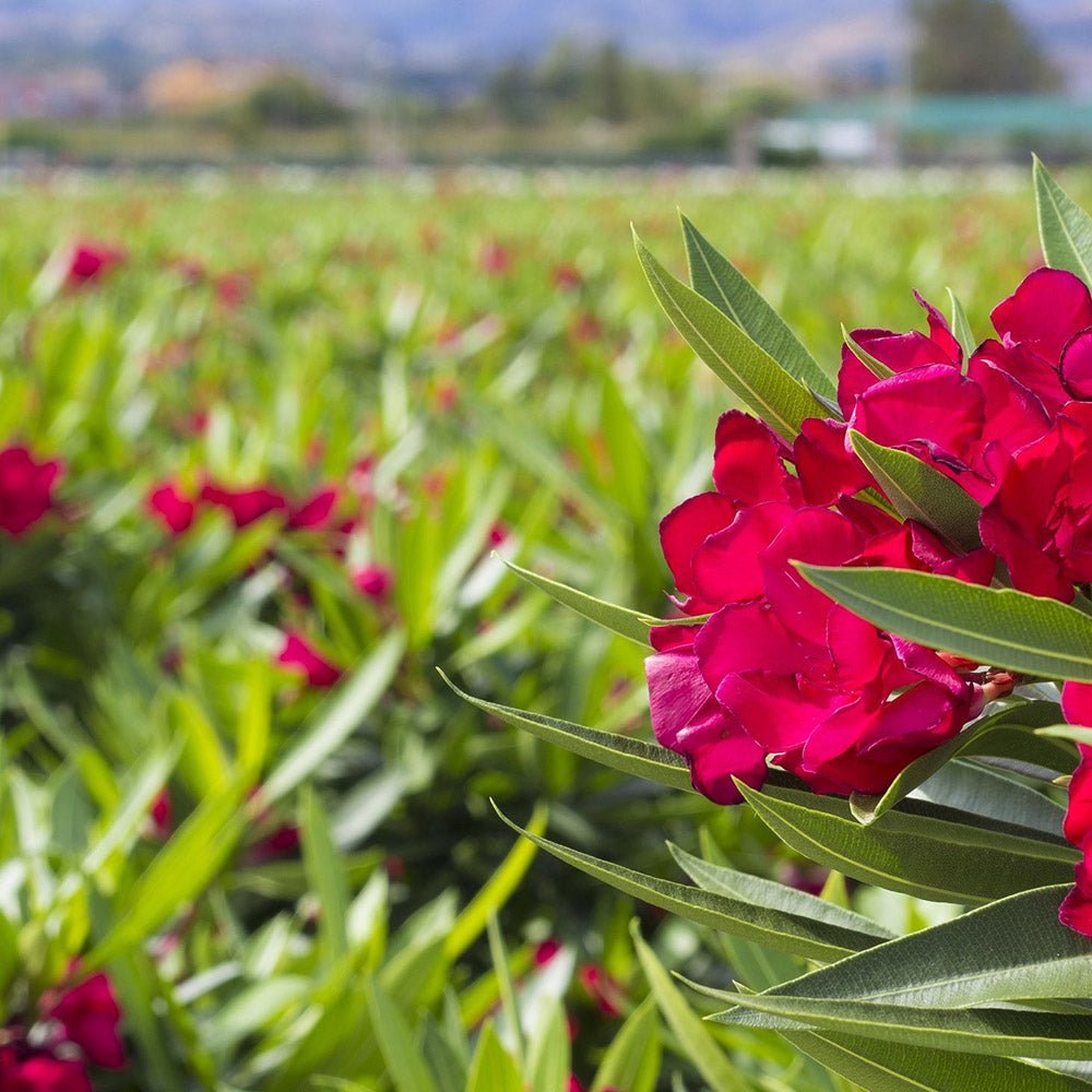 Leandru Nerium Tufa, cu flori rosii