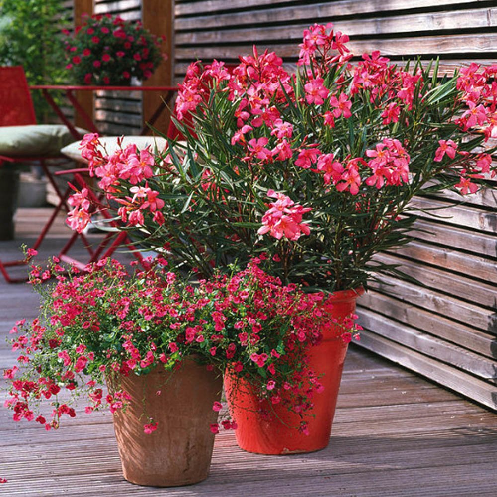 Leandru Nerium Tufa, cu flori roz-inchis