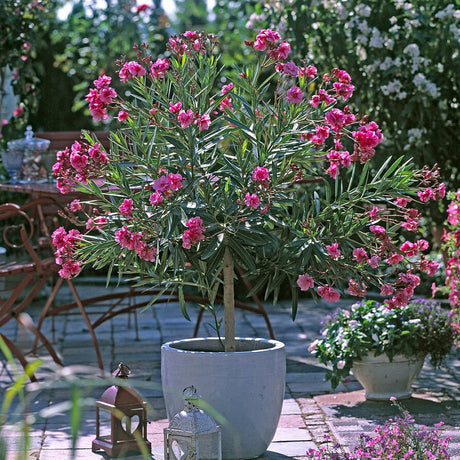 Leandru Nerium Tufa, cu flori roz-inchis - VERDENA-70-80 cm inaltime, livrat in ghiveci de 12.5 l