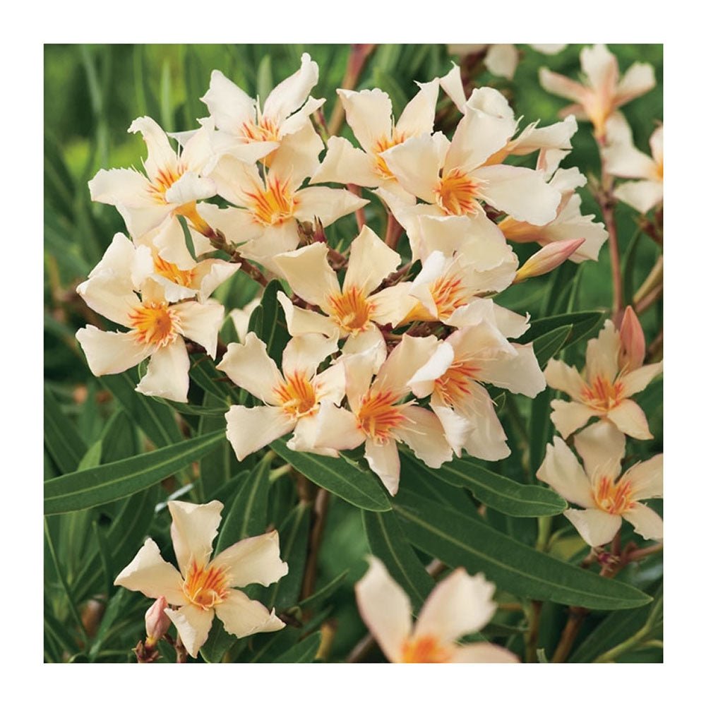 Leandru Nerium Tulpina Impletita - Galben-Ivoire