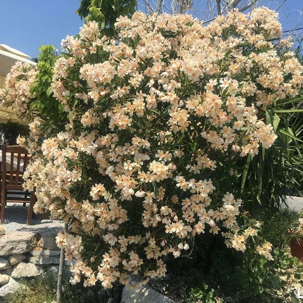 Leandru Nerium Tulpina Impletita - Galben-Ivoire