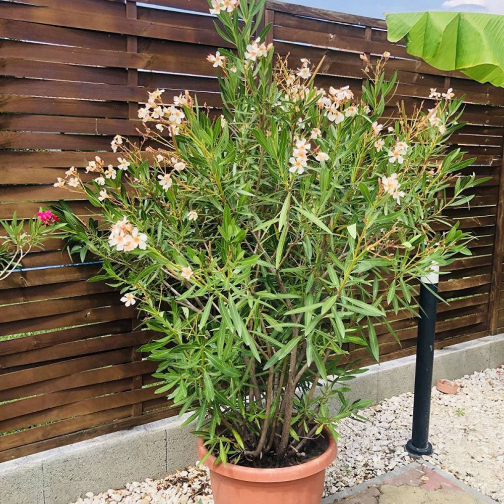 Leandru Nerium Tulpina Impletita - Galben-Ivoire