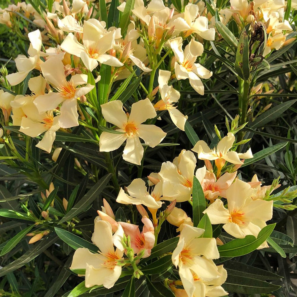 Leandru Nerium Tulpina Impletita - Galben-Ivoire