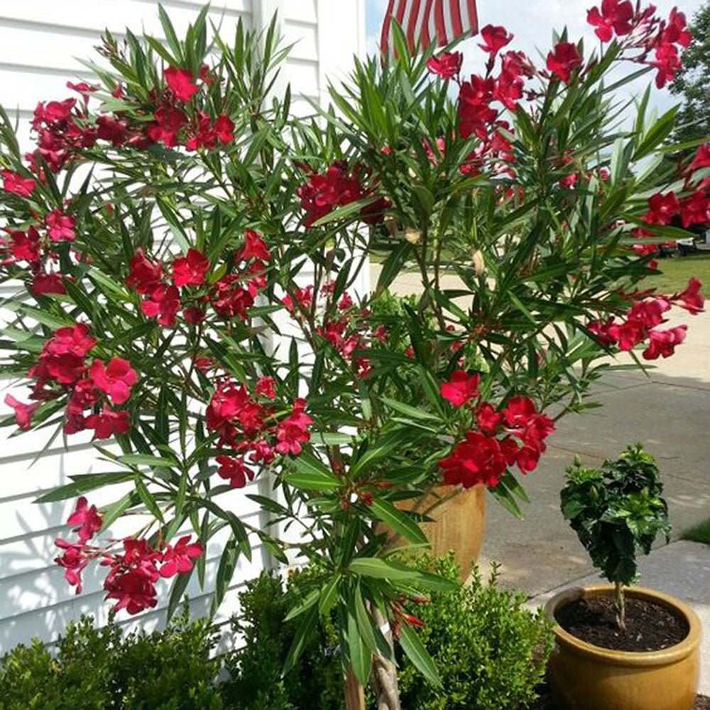 Leandru Nerium Tulpina Impletita - Rosu Jannoch