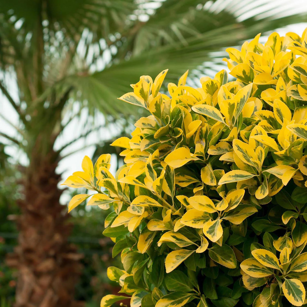 Lemn Cainesc Auriu (Ligustrum Ovalifolium Aureum)
