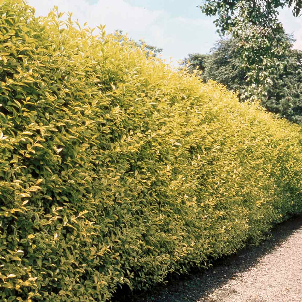 Lemn Cainesc Auriu (Ligustrum Ovalifolium Aureum)