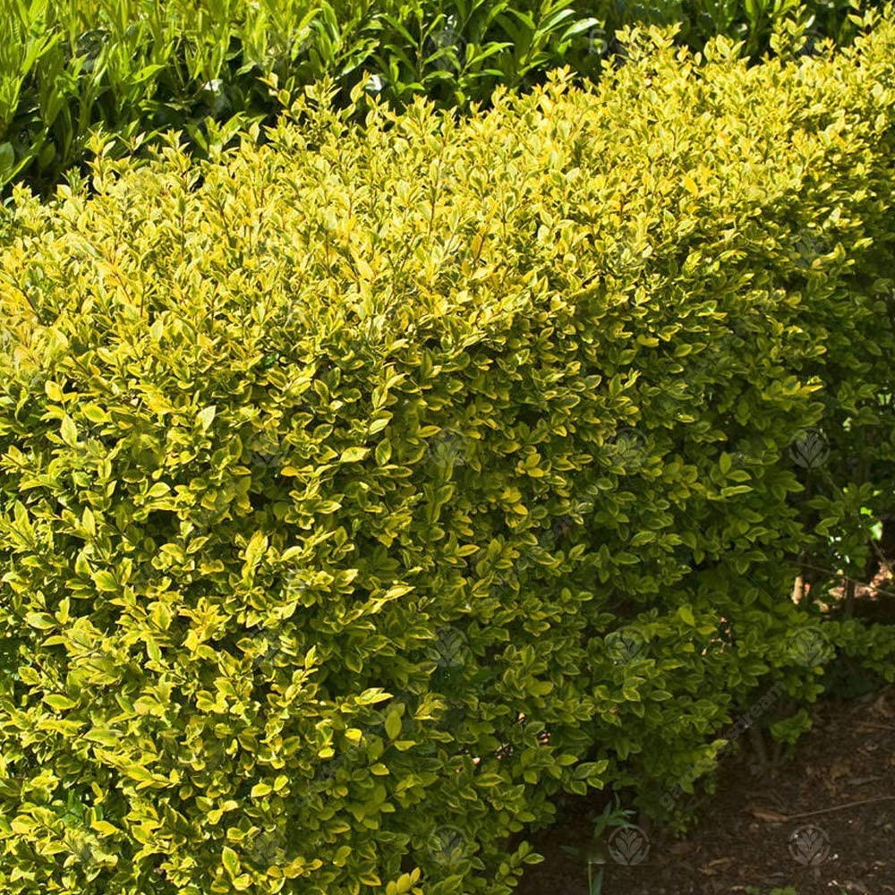 Lemn Cainesc Auriu (Ligustrum Ovalifolium Aureum)