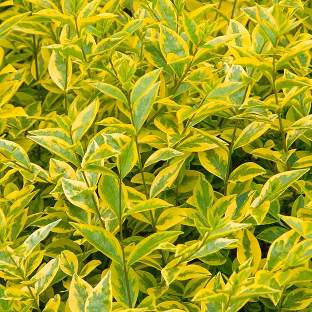 Lemn Cainesc Auriu (Ligustrum Ovalifolium Aureum)