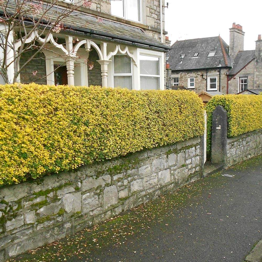 Lemn Cainesc Auriu (Ligustrum Ovalifolium Aureum)