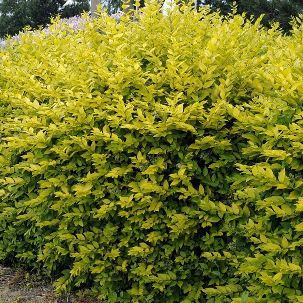 Lemn Cainesc Auriu (Ligustrum Ovalifolium Aureum)