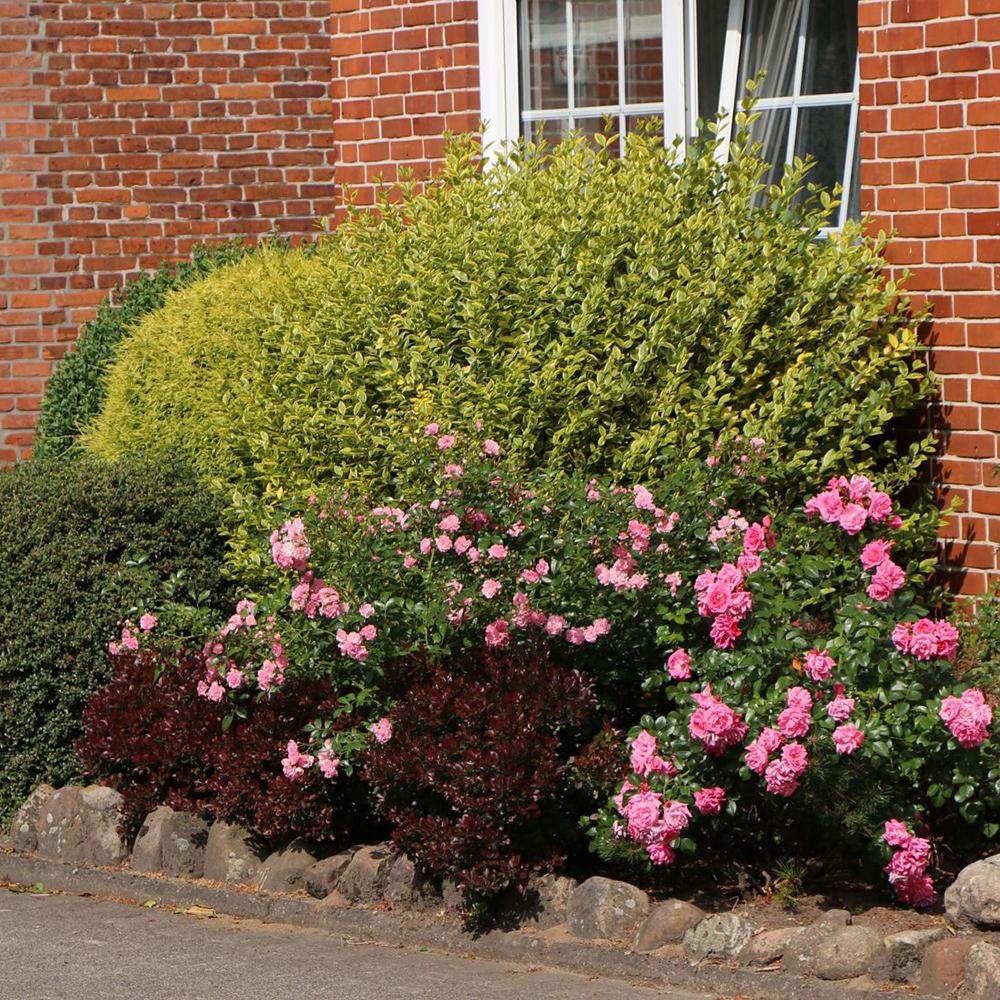 Lemn Cainesc Auriu (Ligustrum Ovalifolium Aureum)