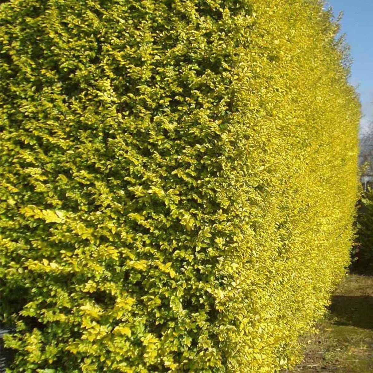 Lemn Cainesc Auriu (Ligustrum Ovalifolium Aureum)