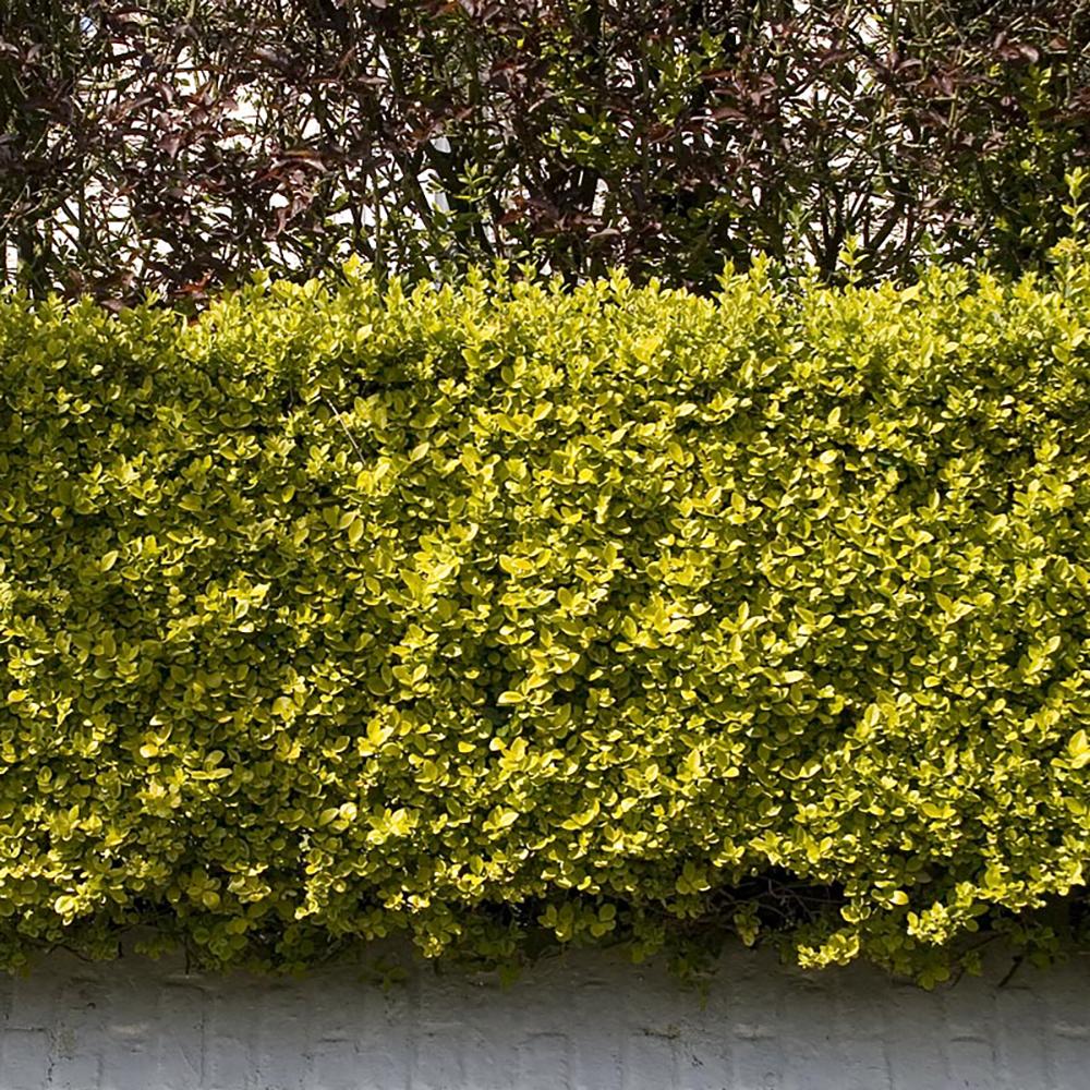 Lemn Cainesc Auriu (Ligustrum Ovalifolium Aureum)