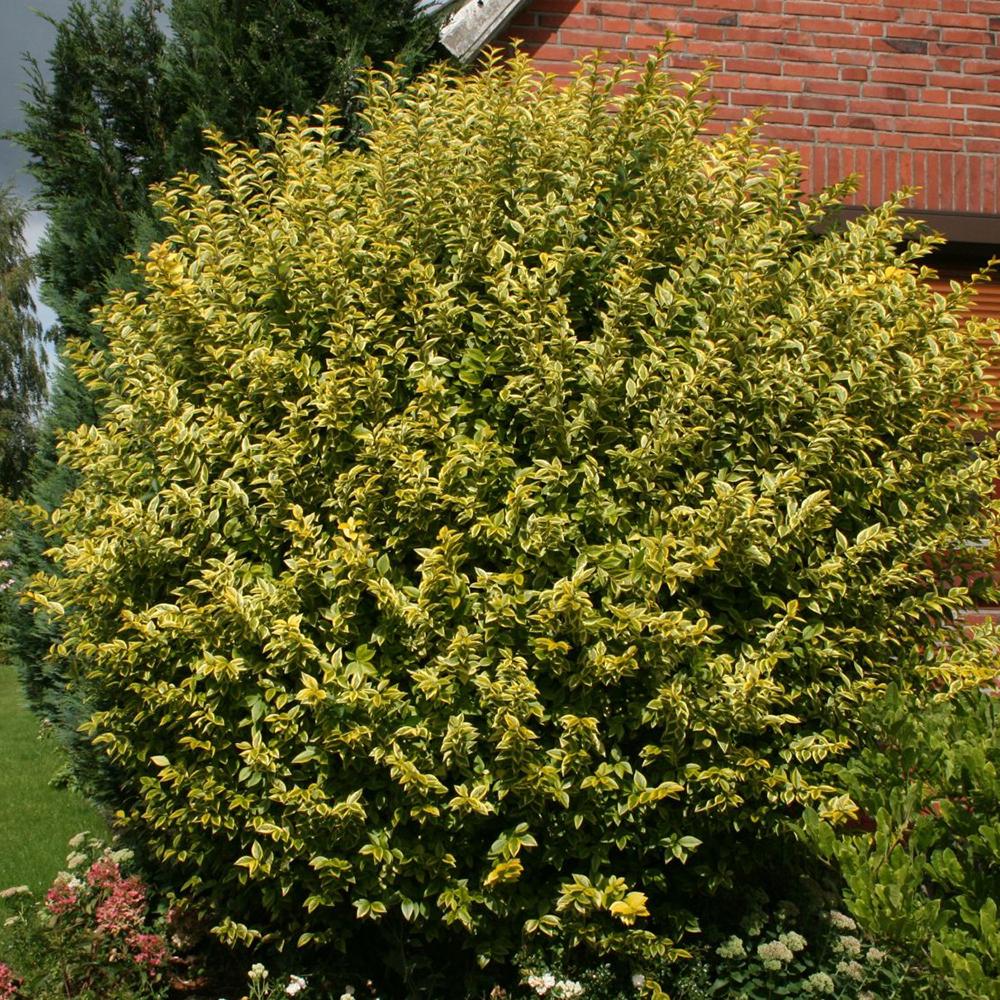 Lemn Cainesc Auriu (Ligustrum Ovalifolium Aureum)