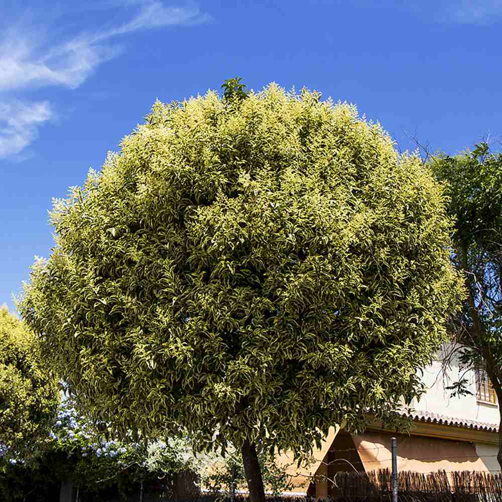 Lemn Cainesc Copac Tricolor, cu frunze verde-alb si roz