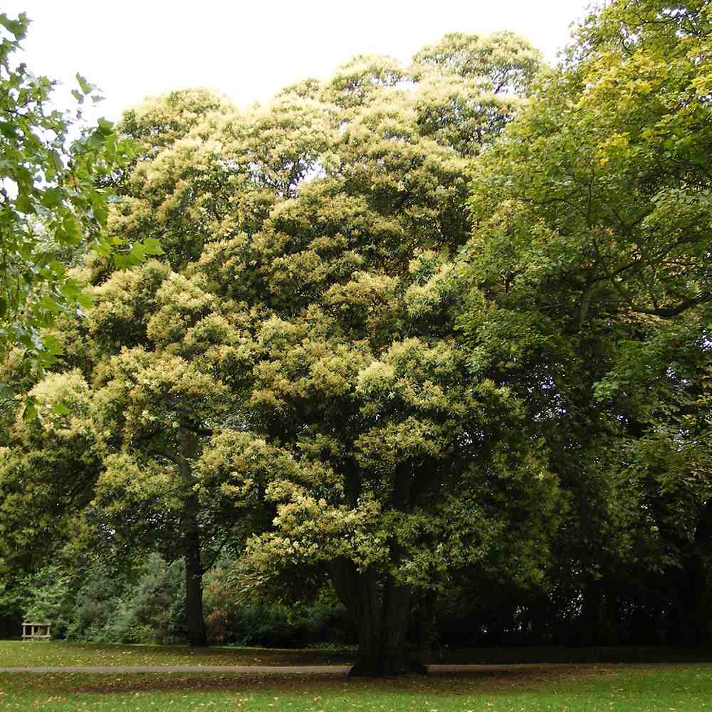 Lemn Cainesc Copac Tricolor, cu frunze verde-alb si roz