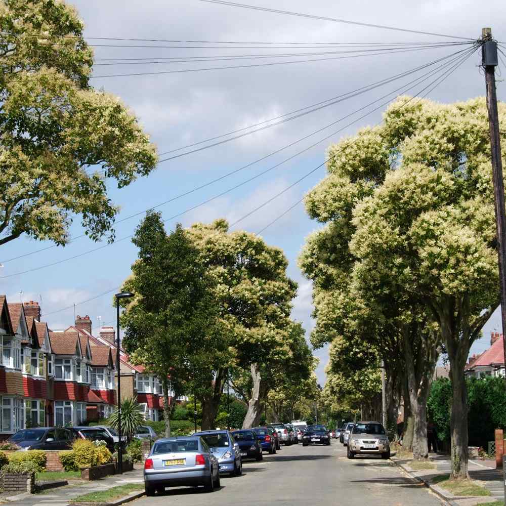 Lemn Cainesc Copac Tricolor, cu frunze verde-alb si roz