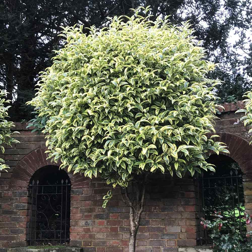 Lemn Cainesc Copac Tricolor, cu frunze verde-alb si roz