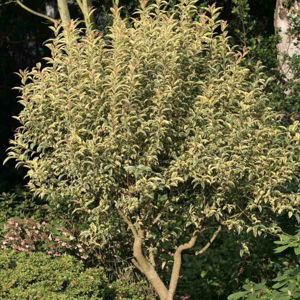 Lemn Cainesc Copac Tricolor, cu frunze verde-alb si roz