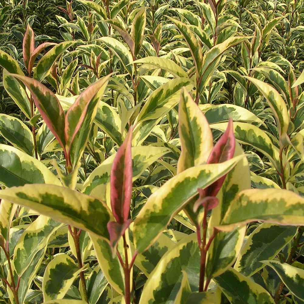 Lemn Cainesc Copac Tricolor, cu frunze verde-alb si roz