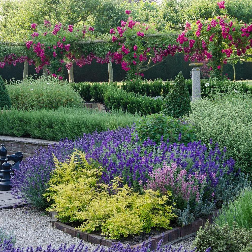 Lemn Cainesc Lemon And Lime