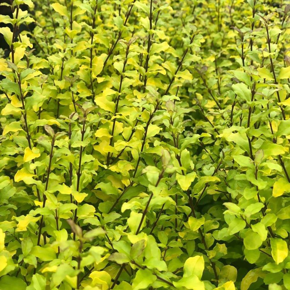 Lemn Cainesc Lemon And Lime