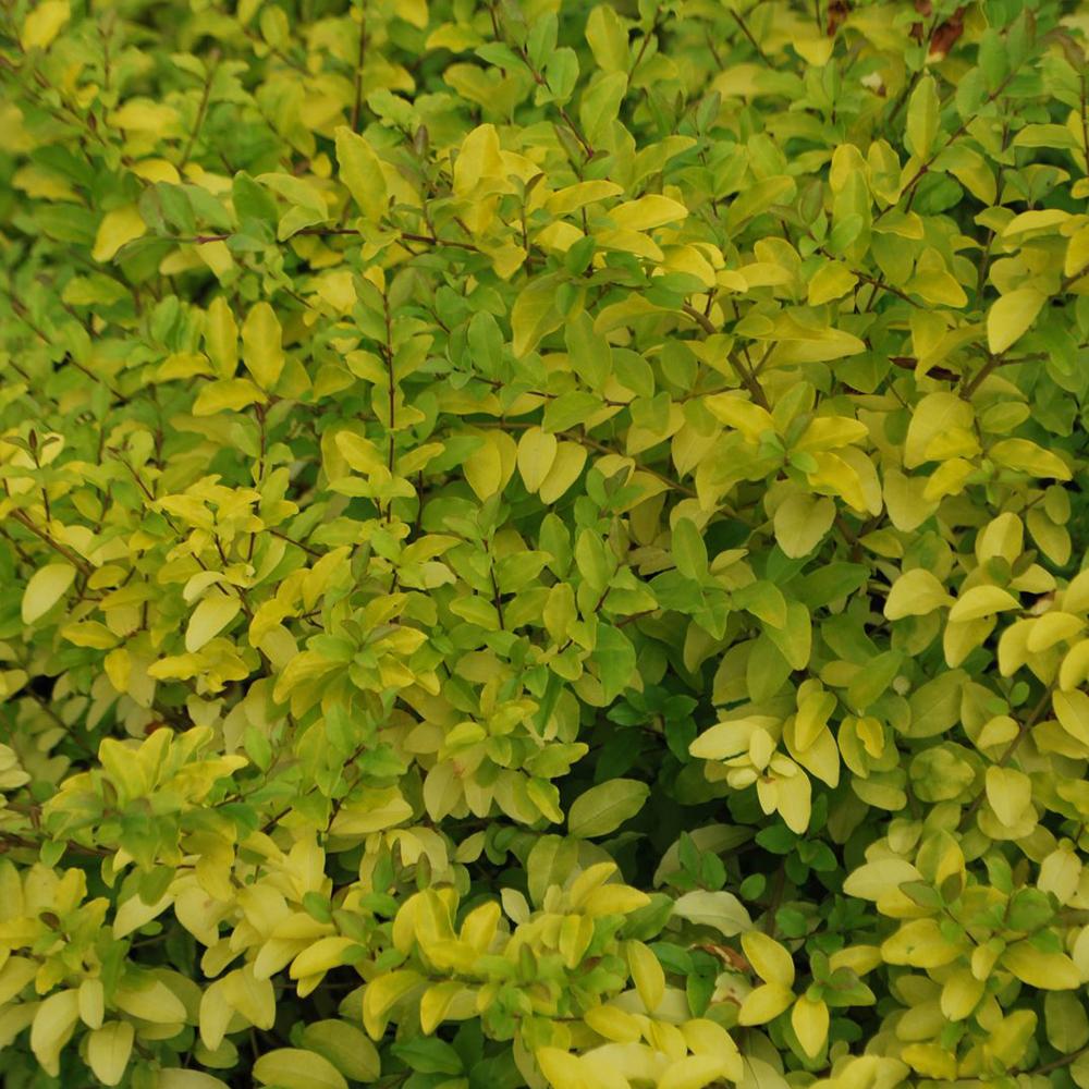 Lemn Cainesc Lemon And Lime