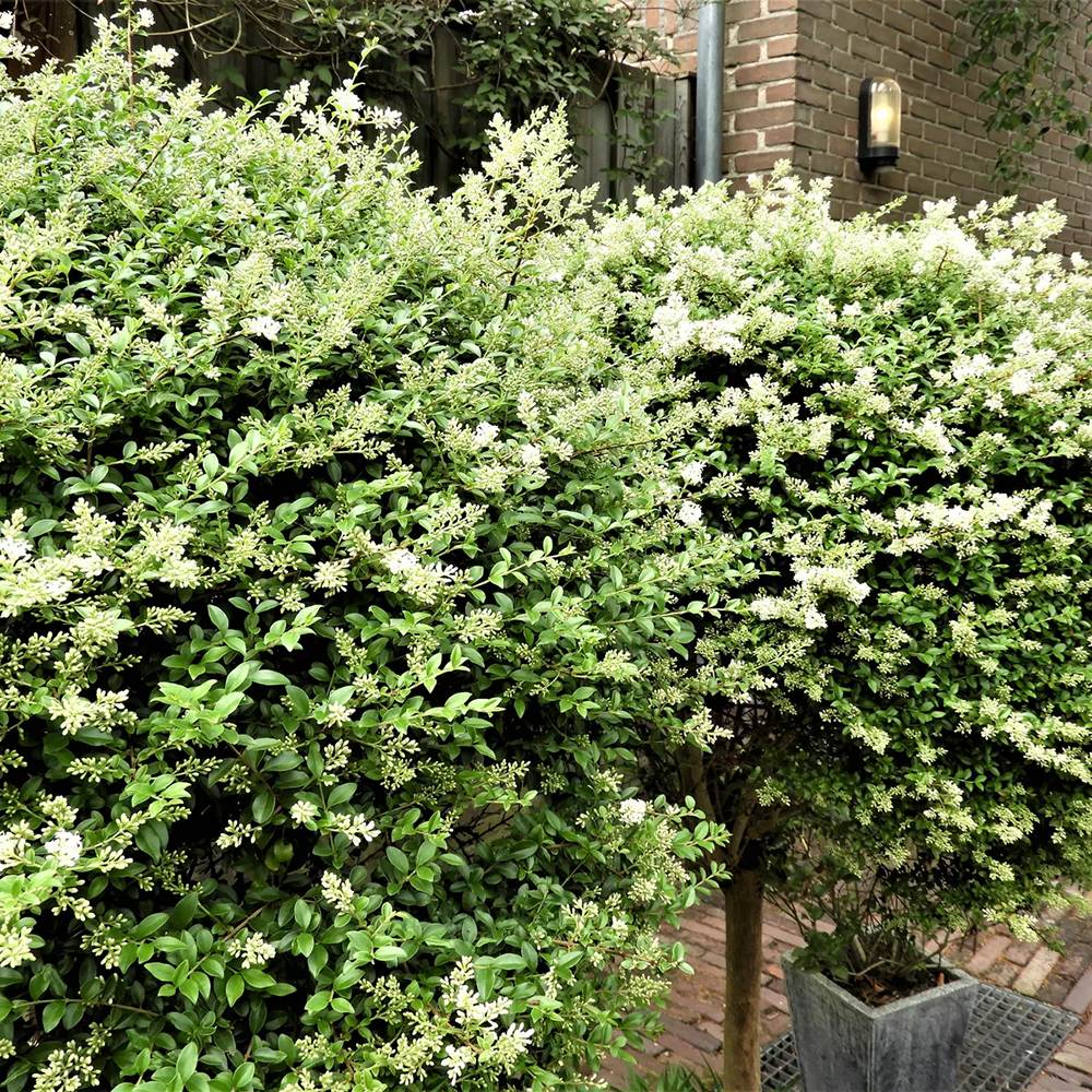 Lemn Cainesc Ligustrum Delavayanum- Tip Copac