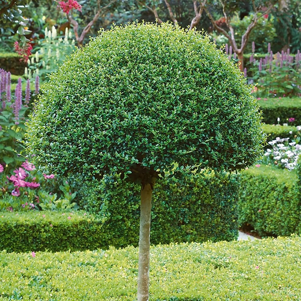 Lemn Cainesc Ligustrum Delavayanum- Tip Copac