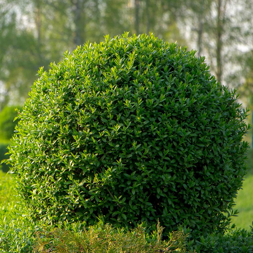 Lemn Cainesc Mereu Verde