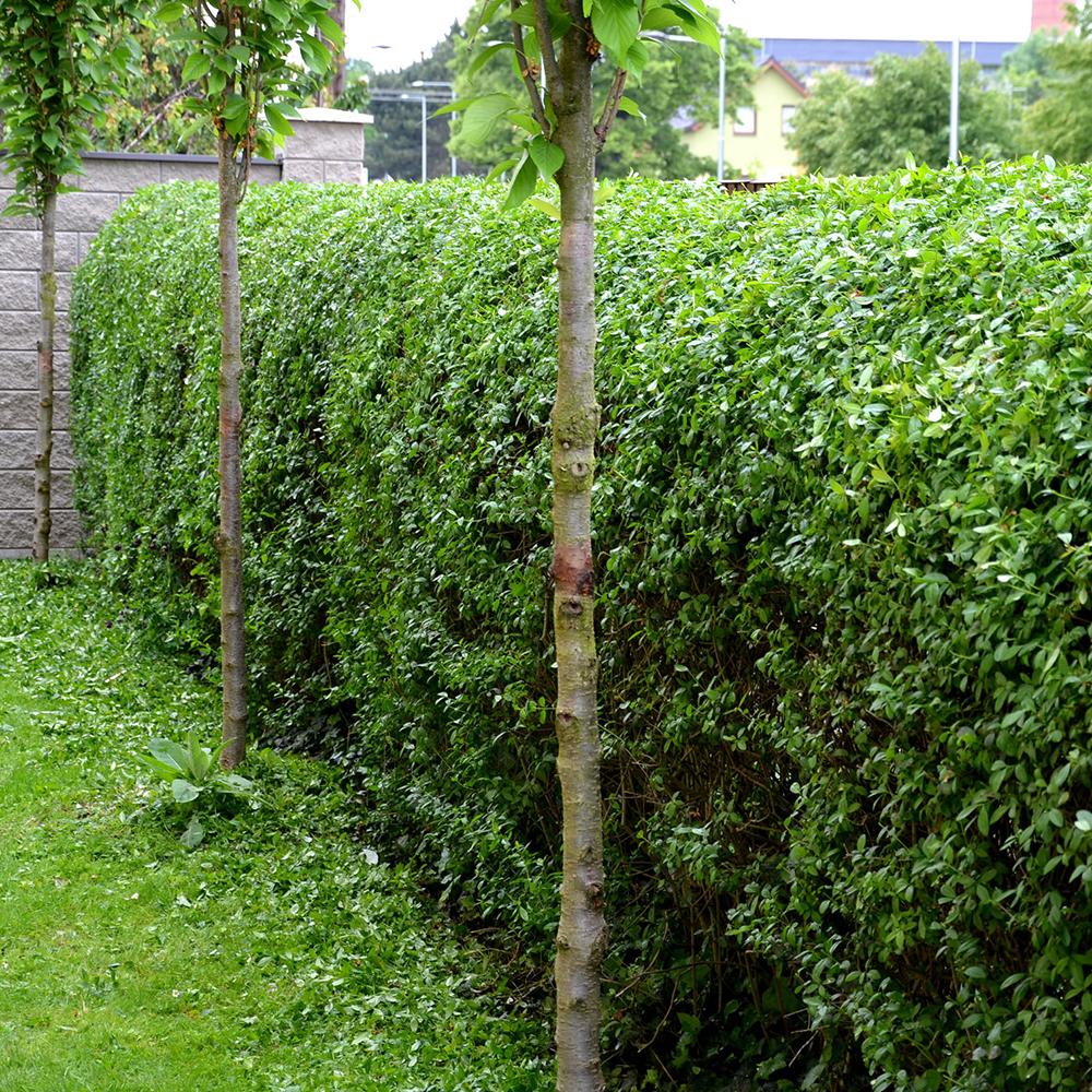 Lemn Cainesc Mereu Verde