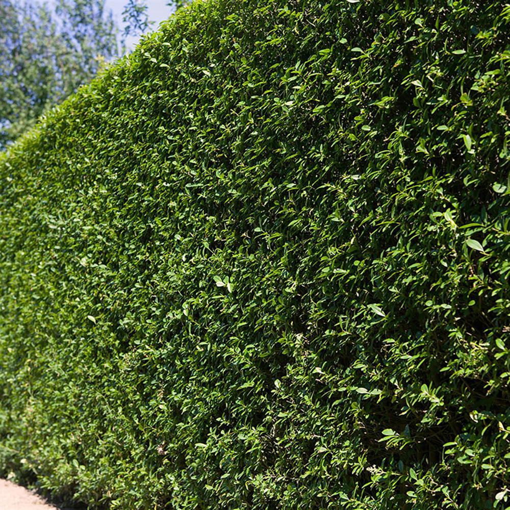 Lemn Cainesc Mereu Verde