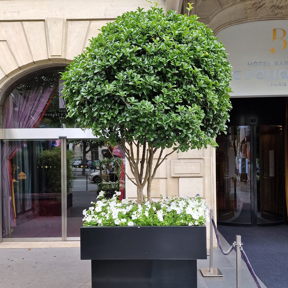 Lemn Cainesc Texanum