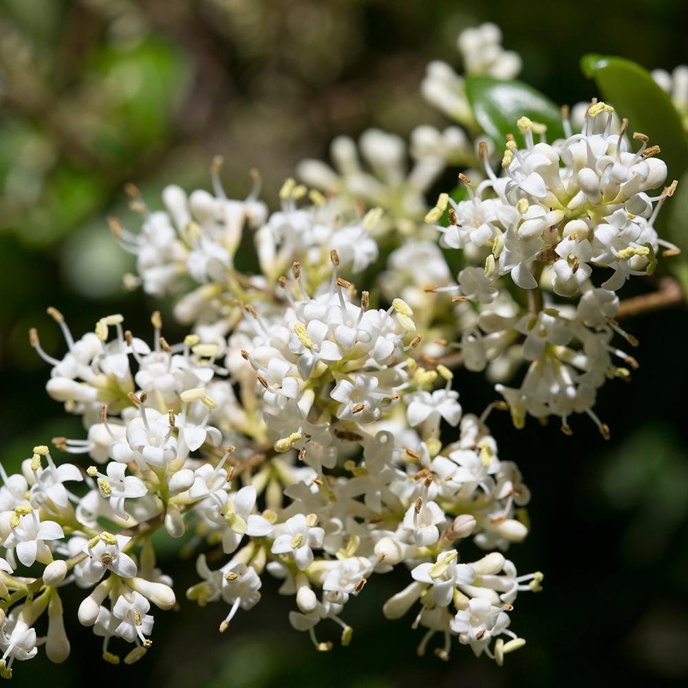 Lemn Cainesc Texanum