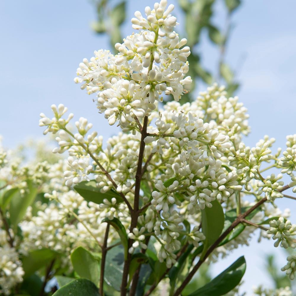 Lemn Cainesc Texanum