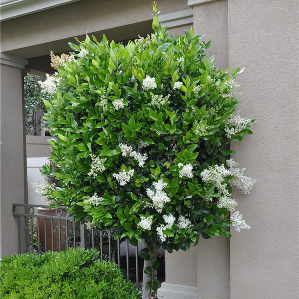 Lemn Cainesc Texanum