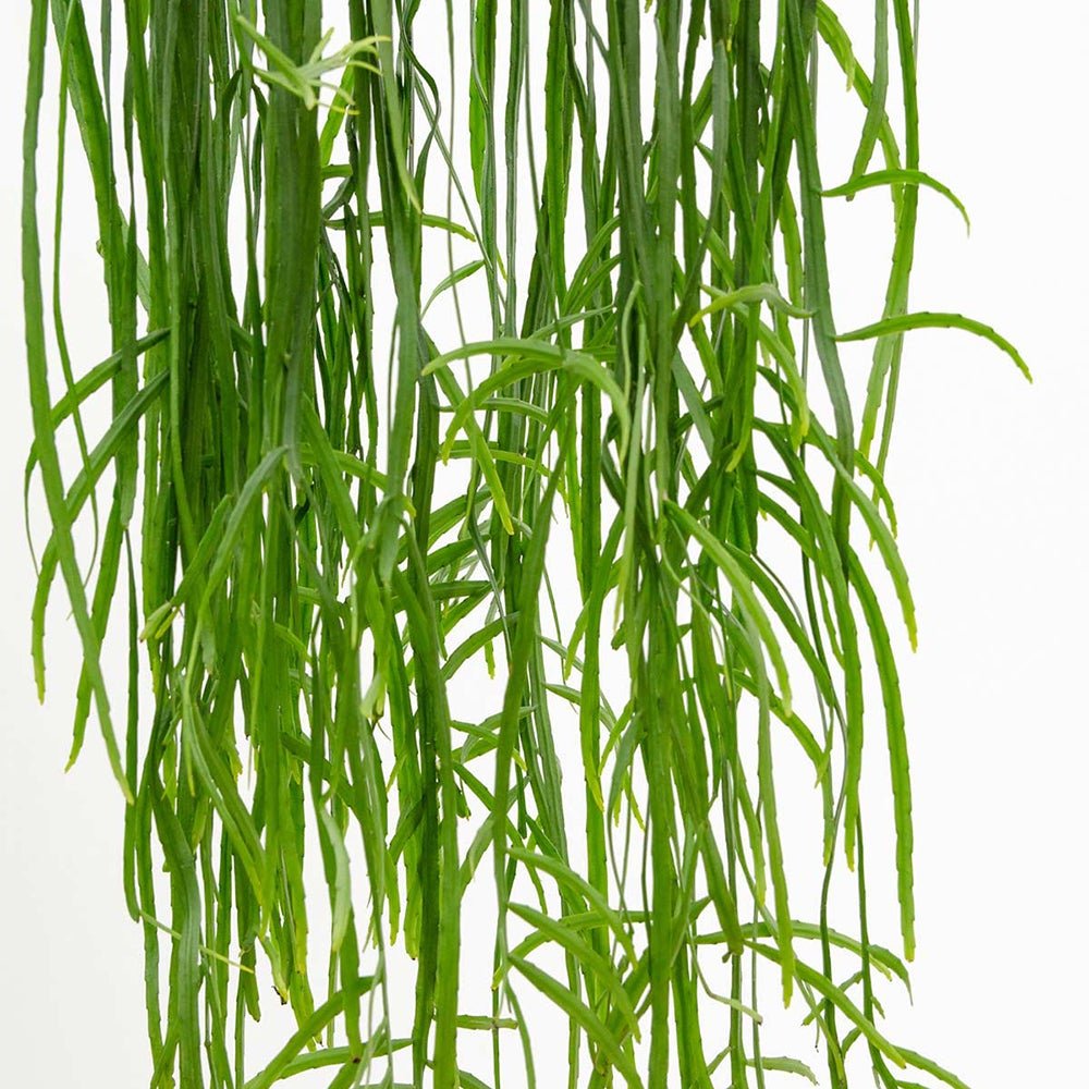 Lepismium Bolivianum (Hanger) - 80 cm