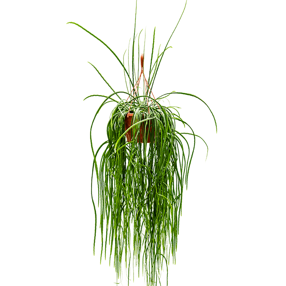 Lepismium Bolivianum (Hanger) - 80 cm