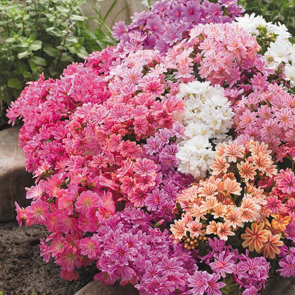 Lewisia cotyledon Coral Pink