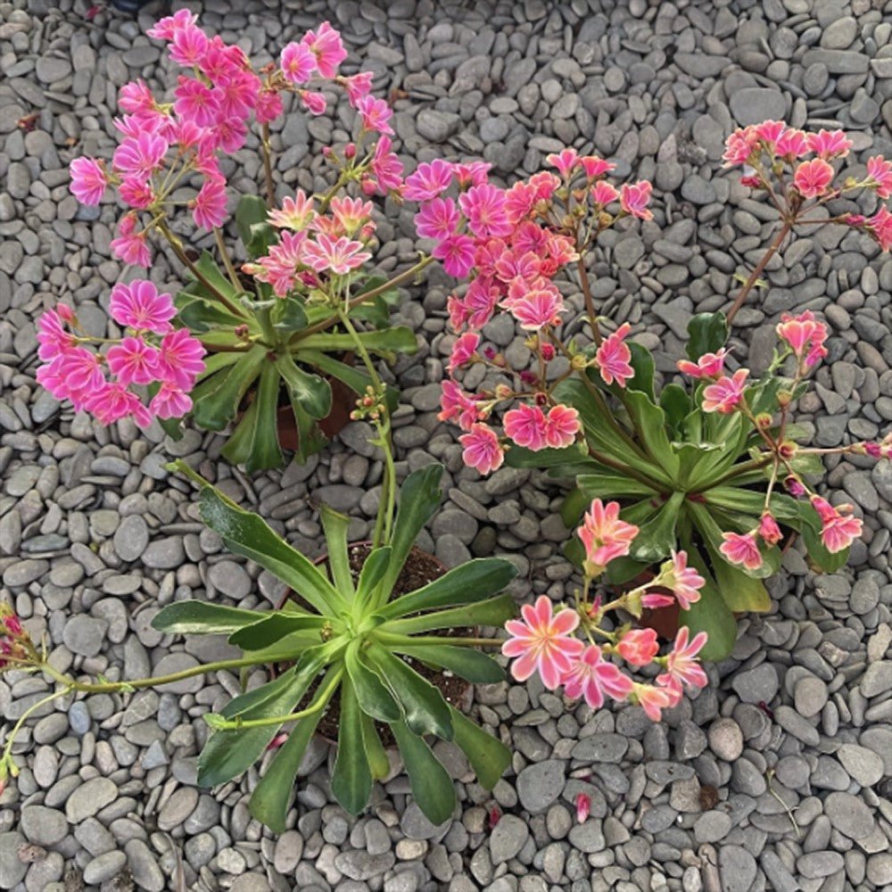 Lewisia cotyledon Coral Pink