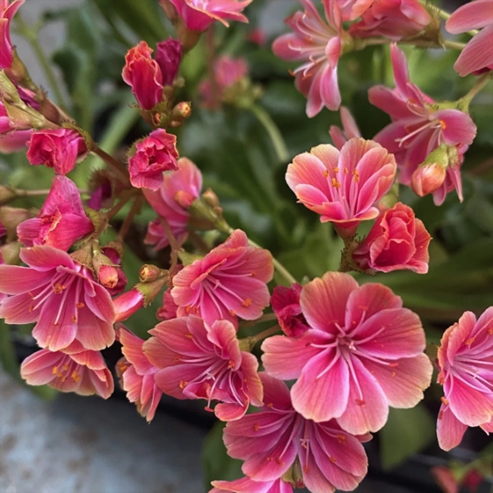 Lewisia cotyledon Coral Pink