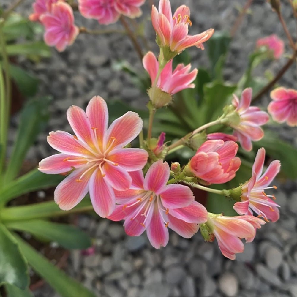 Lewisia cotyledon Coral Pink