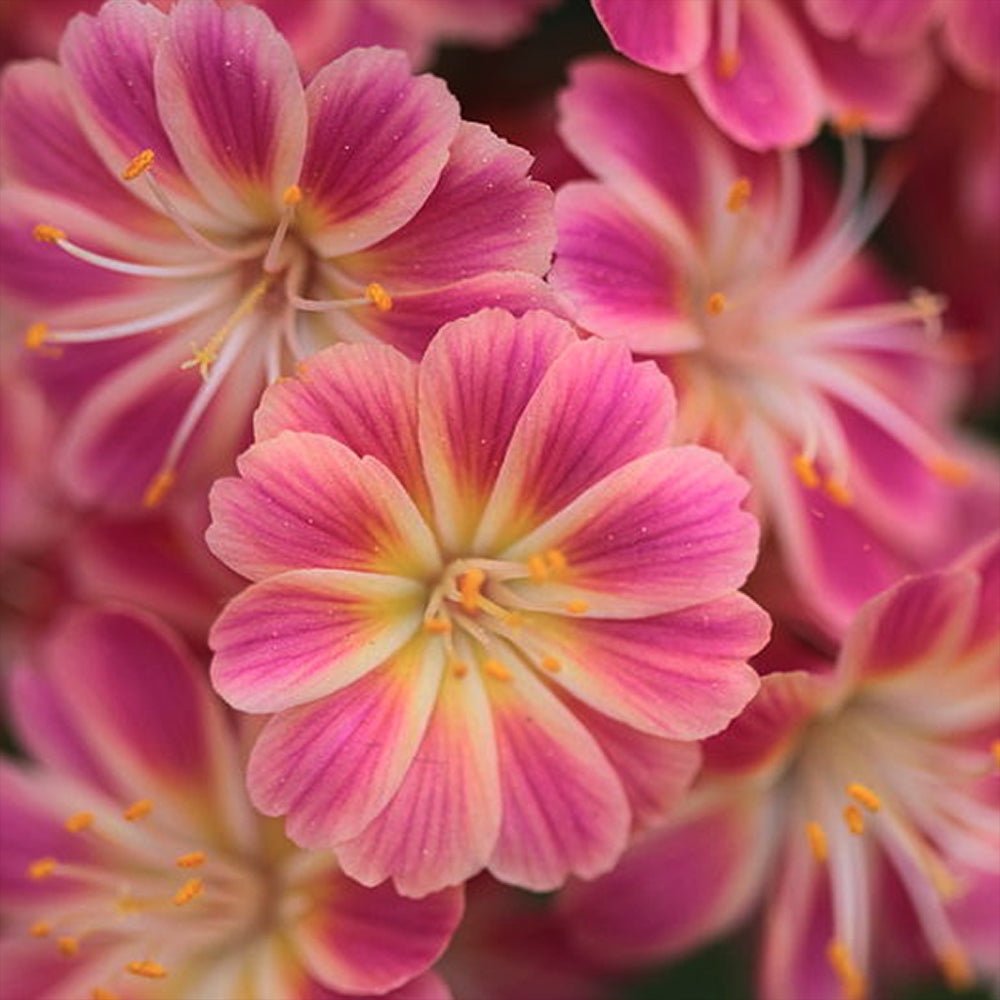 Lewisia cotyledon Coral Pink