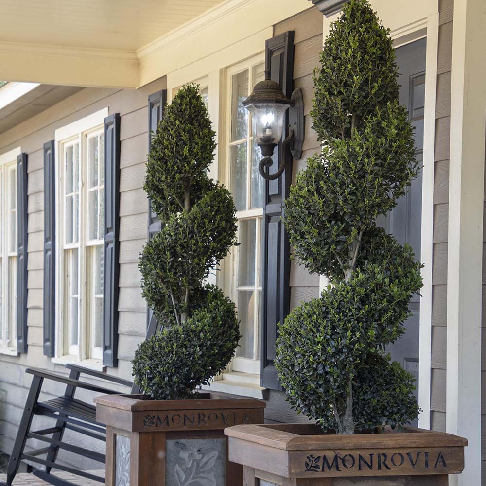 Chiparos Leylandii Fastigiata Spiral