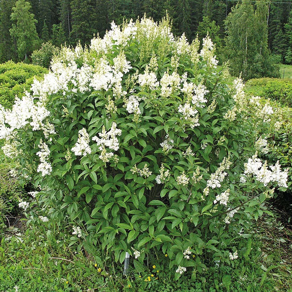 Liliac (Syringa) Holger, cu flori albe