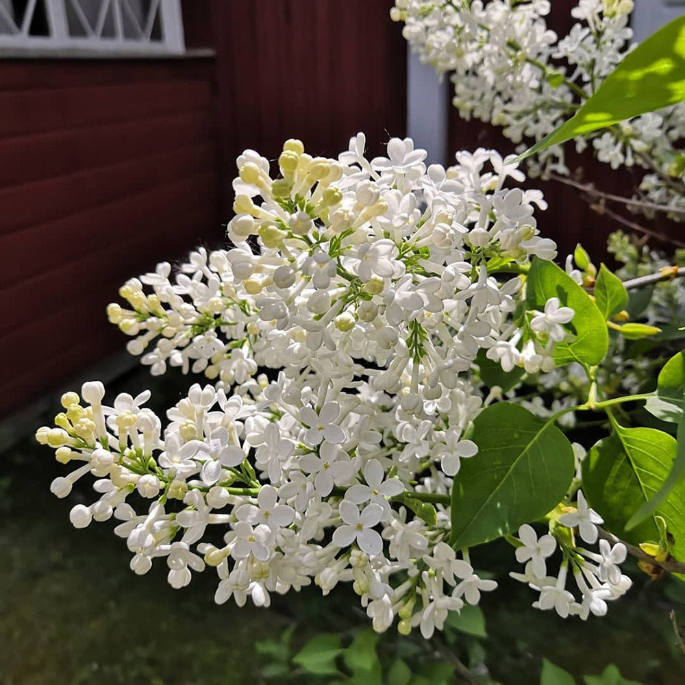 Liliac (Syringa) Holger, cu flori albe