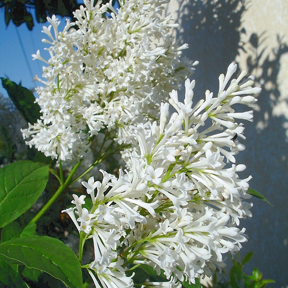Liliac (Syringa) Holger, cu flori albe